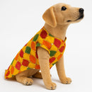 Traditional Dog Sherwani for Wedding & Festivals