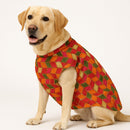Traditional Dog Sherwani for Wedding & Festivals