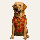 Traditional Dog Sherwani for Wedding & Festivals