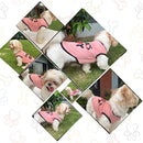 Summer T-Shirt For Pets