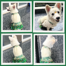 Lehenga Choli with Dupatta Indian Outfit for Female Pets