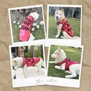 Summer T-shirt For Pets