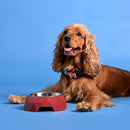 Anti-Skid Melamine Stainless Steel Bowls For Dogs