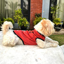 Summer T-shirt For Pets