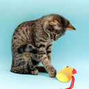 Fun Interactive Toy For Cat (Color May Vary, Pack of 3)