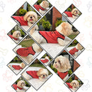 Summer T-shirt For Pets