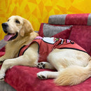 Summer T-shirt For Pets