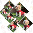 Summer T-shirt For Pets