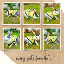 Summer T-shirt For Pets