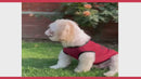 Summer T-shirt For Pets