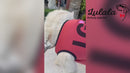Summer T-shirt For Pets