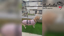 Summer T-shirt For Pets
