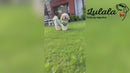 Summer T-shirt For Pets