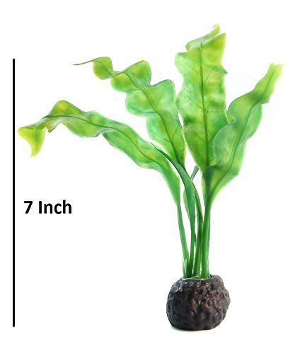 Decor Plants