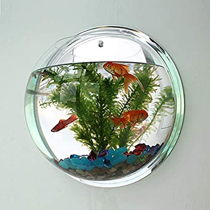 Wall-Mounted Fish Tank