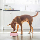 Emily Pets Stainless Steel Removable Anti Slip Bowl For Dog and Cat(Blue,Pink)