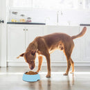 Emily Pets Stainless Steel Removable Anti Slip Bowl For Dog and Cat(Blue,Pink)