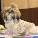 Stylish Dog Coat Costume | Formal Wedding Shirt for Pets