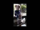 Stylish Denim Dog Jumpsuit for Medium Dogs