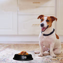 Pantone Design Stainless Steel Dog Bowl