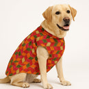 Traditional Dog Sherwani for Wedding & Festivals