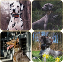 Military Heavy Duty Collar Metal Buckle with Control Handle for Large Dogs (Coyote Brown, L)