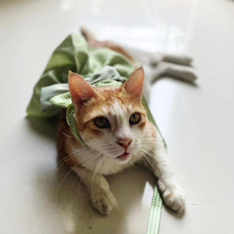 Cat Harness Dress with Bow