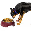 Anti-Skid Melamine Stainless Steel Bowls For Dogs