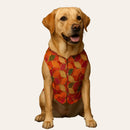 Traditional Dog Sherwani for Wedding & Festivals