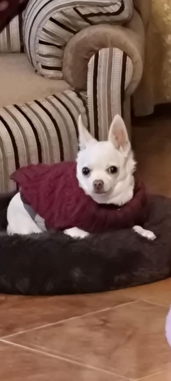 Sweater For Small Dogs Cats (Burgundy)