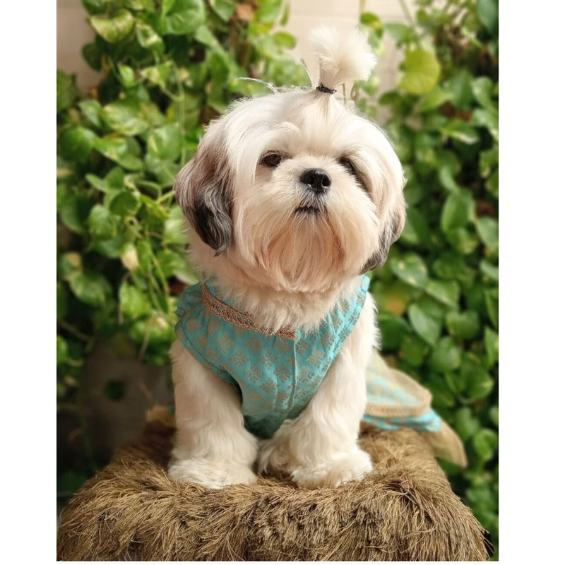 Traditional Dog Dress for Small, Medium & Large Dogs