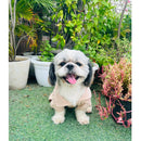 Winter Sweater For Dogs and Cats