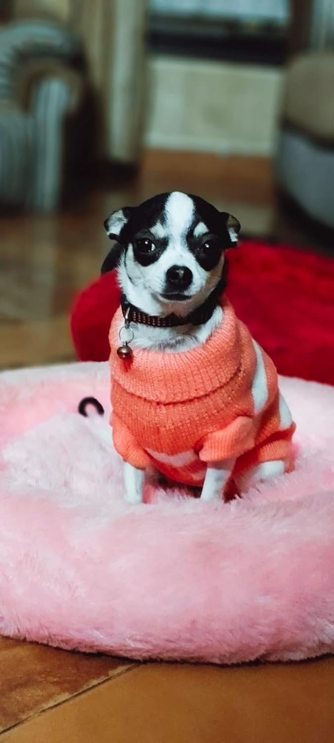 Sweater For Small Dogs Cats (Peach)