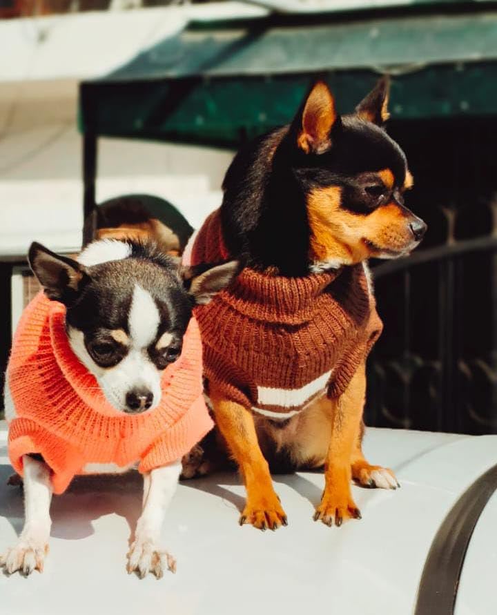 Sweater For Small Dogs Cats (Brown)