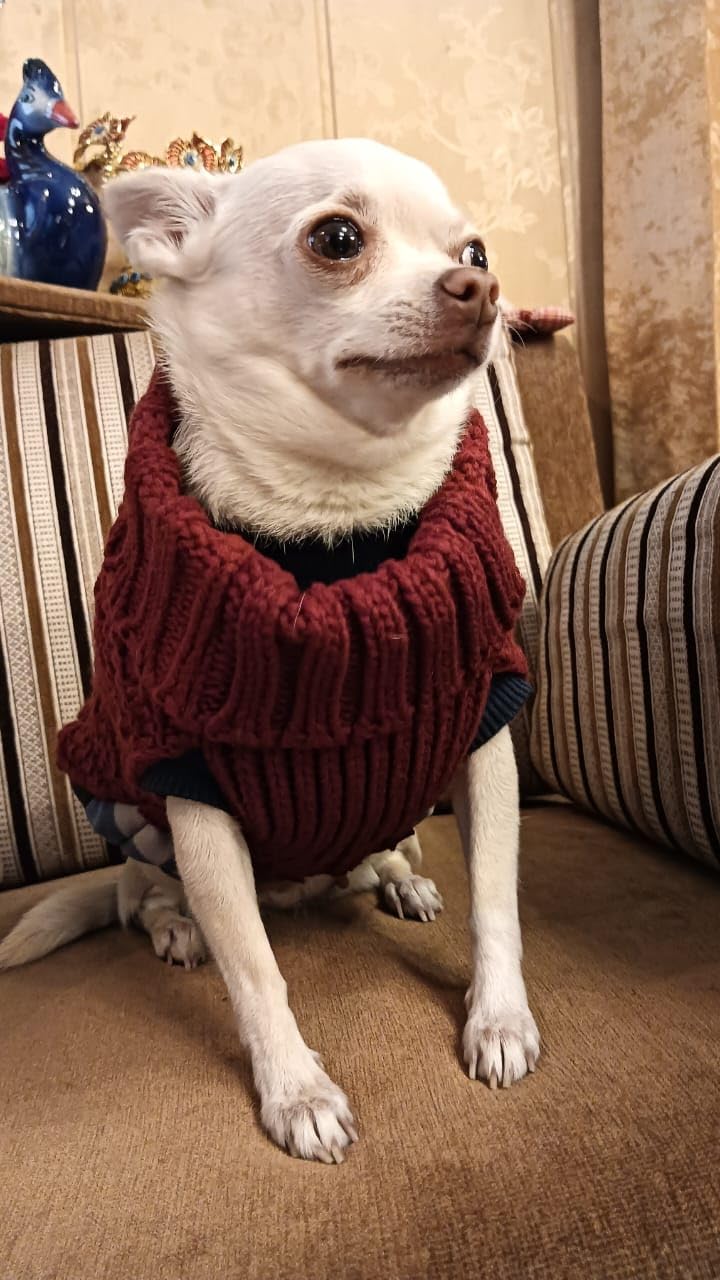 Sweater For Small Dogs Cats (Burgundy)