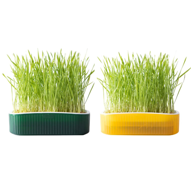 Grass Planter For cats (Colour May Vary)