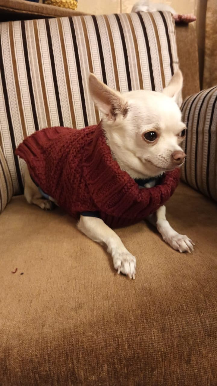 Sweater For Small Dogs Cats (Burgundy)