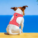 Adjustable Harnesses For Dogs