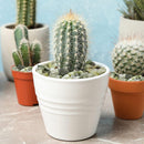 Decorative Polished Jade Stones For Aquarium And Plants