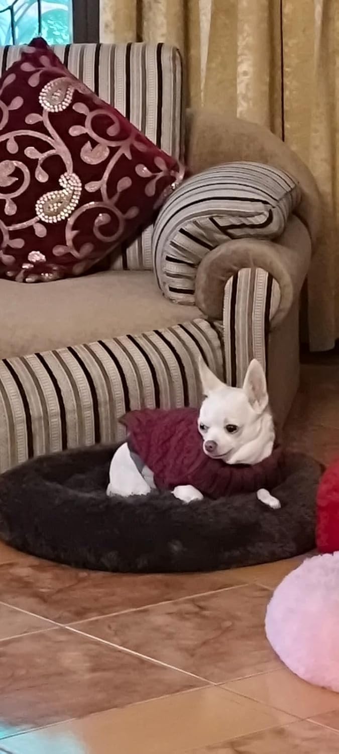 Sweater For Small Dogs Cats (Burgundy)