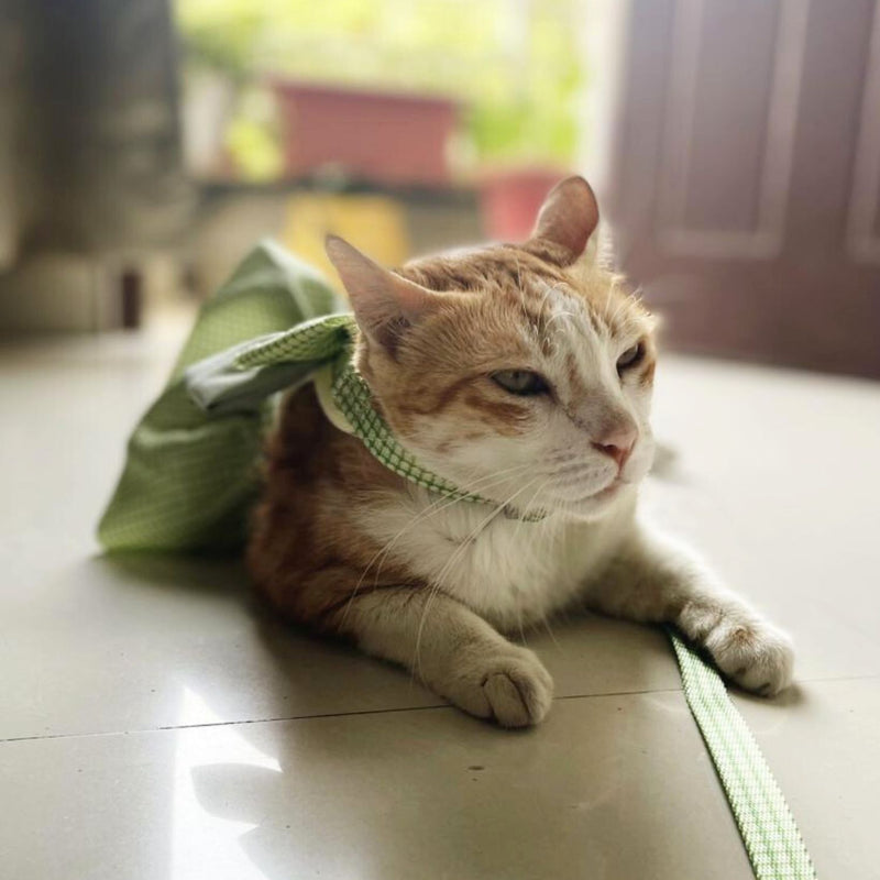 Cat Harness Dress with Bow