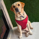 Summer T-shirt For Pets