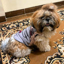 Summer T-shirt For Pets