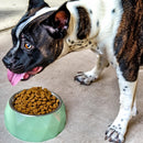 Anti-Skid Melamine Stainless Steel Bowls For Dogs