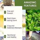 Catnip Chew Toy for Cats - Dental Care and Bonding