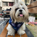 Winter Hoodie Jacket for Small Breed Dog (Blue)