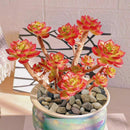 Decorative Rocks Stones For Aquarium