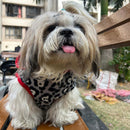 Winter Hoodie Jacket for Small Breed Dog (Black-Grey)