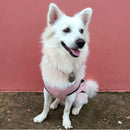 Summer T-shirt For Pets