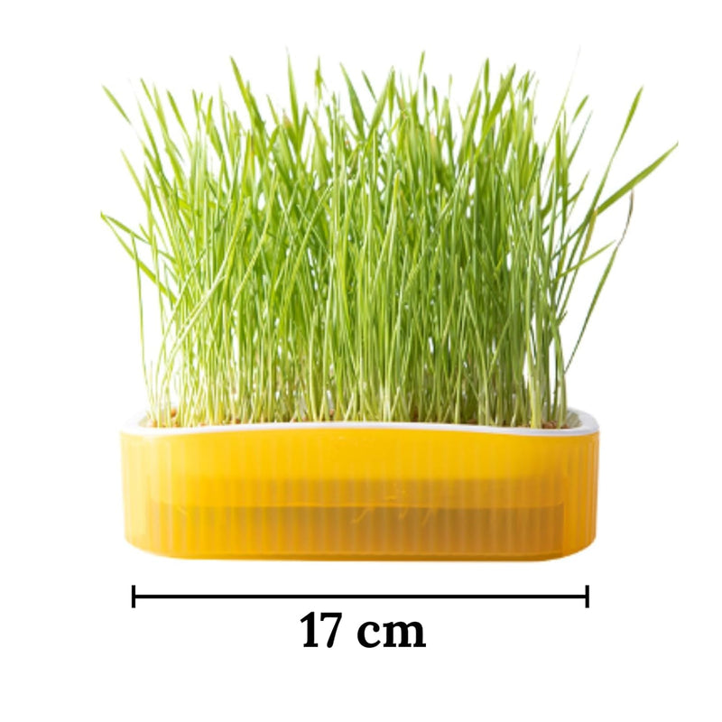 Grass Planter For cats (Colour May Vary)